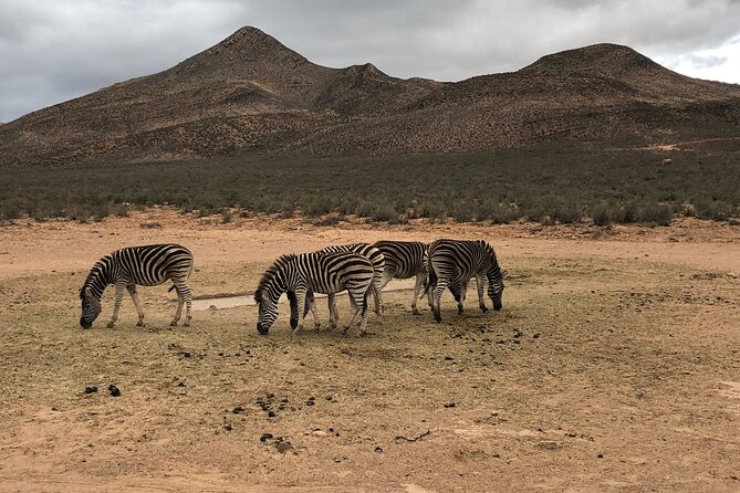 Explore the best Big 5 Aquila Safari Tour and Wine Tasting - Price and value: is $248.19 per person a fair deal?
