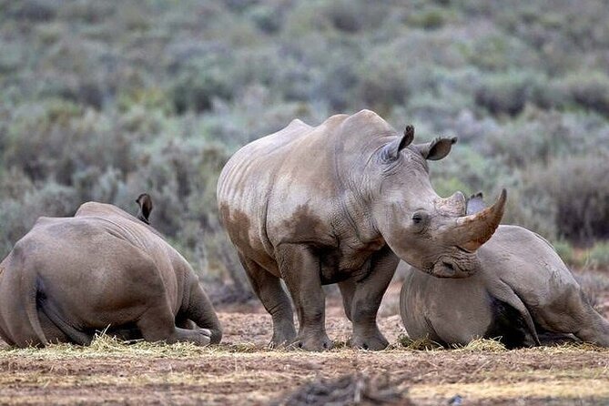 Explore the best Big 5 Aquila Safari Tour and Wine Tasting - Practical tips to get the most out of Aquila and Fairview
