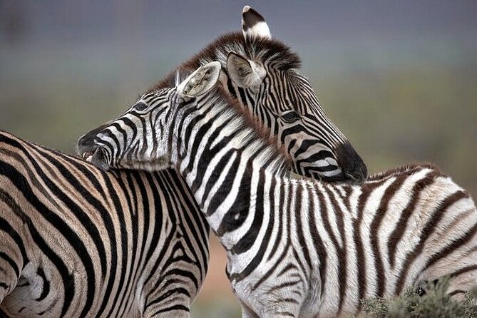 Explore the best Big 5 Aquila Safari Tour and Wine Tasting - Inside Aquila Private Game Reserve: what the open safari drive is really like