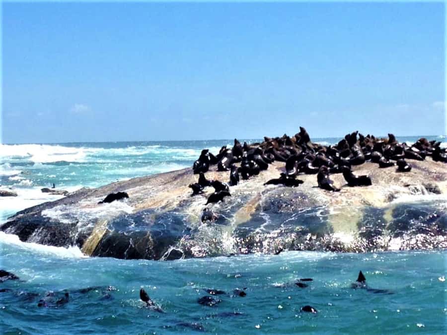 Fascinating Cape Peninsula Experience (private & exclusiv) - Muizenberg Colorful Changing Cubicles From Boyes Drive