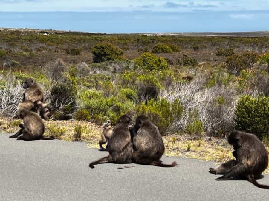 Fascinating Cape Peninsula Experience (private & exclusiv) - Pickup, Timing, and Why the Guide Matters for Real Value