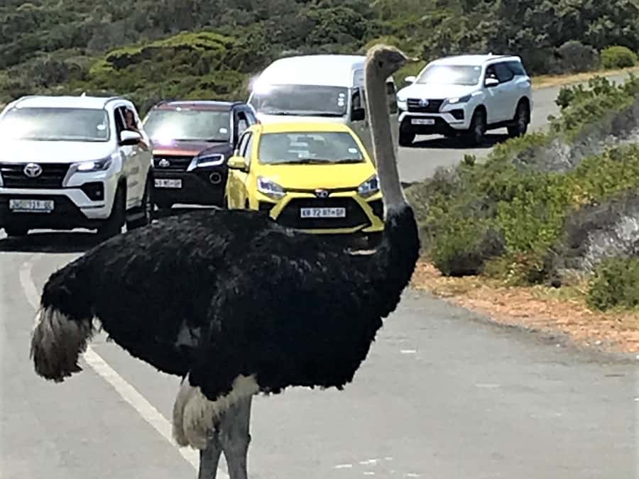 Fascinating Cape Peninsula Experience (private & exclusiv) - What to Bring for an 8-Hour Peninsula Day