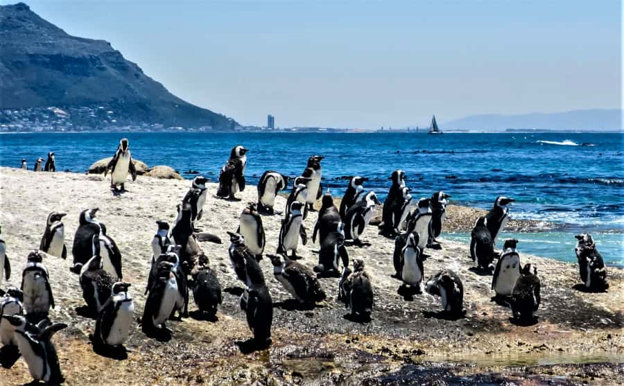 Fascinating Cape Peninsula Experience (private & exclusiv) - Chapman’s Peak Drive: The Scenic Road Stop You Actually Enjoy