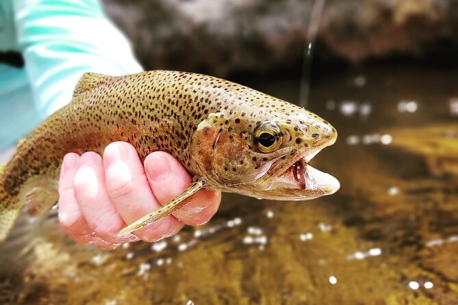 Fly Fishing in Cape Town for Five Hours - What Happens During the Fresh-water Trout Session