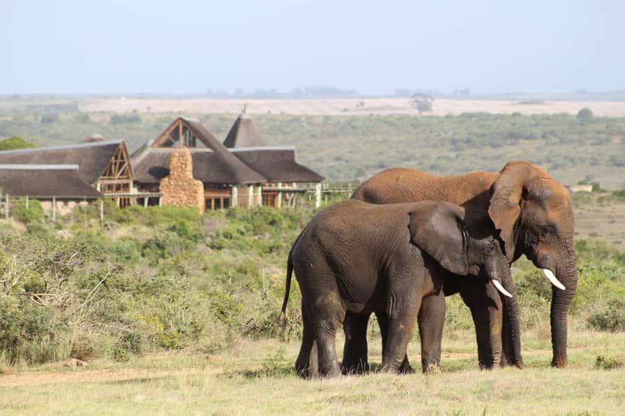 From Cape Town: 2-Day Safari at Garden Route Game Lodge - Key highlights to look for