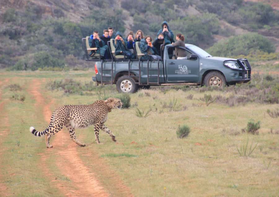 From Cape Town: 2-Day Safari at Garden Route Game Lodge - Cape Town to Big-5 style safari, in a tight 2-day window