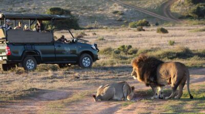 2-Day Safari at Garden Route Game Lodge