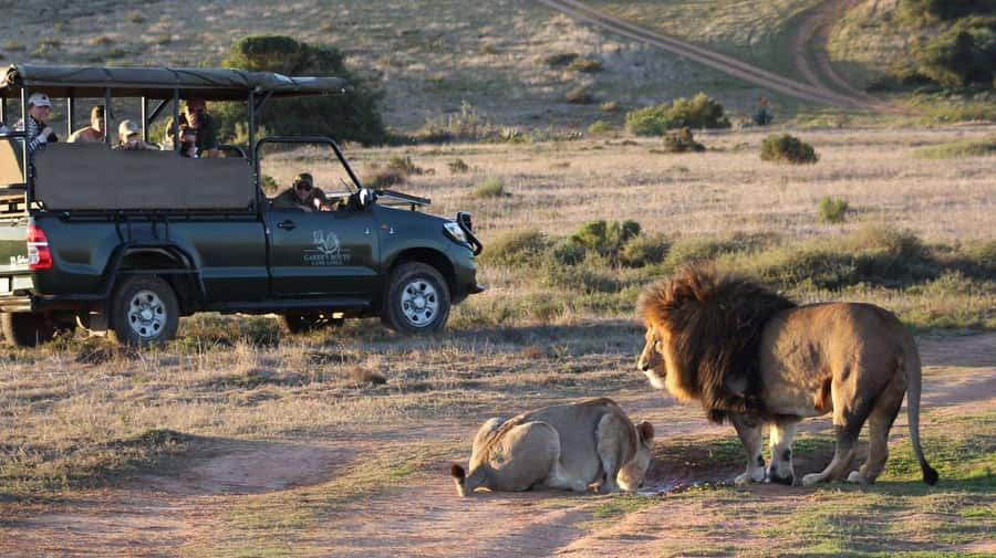 From Cape Town: 2-Day Safari at Garden Route Game Lodge - Getting there: pickup, long-distance comfort, and small-group pacing