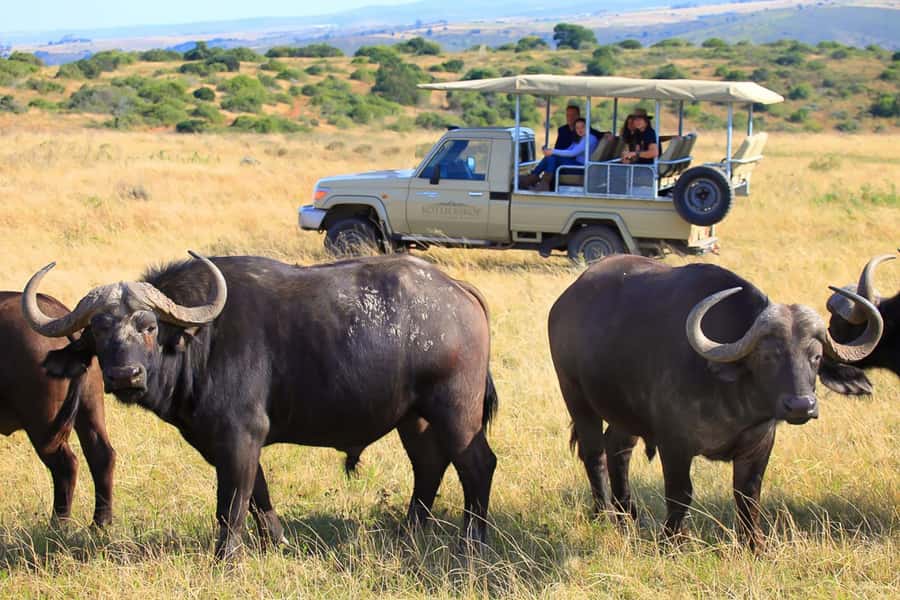 From Cape Town: 3-Day Garden Route Highlights and 4x4 Safari - Should You Book This Tour?