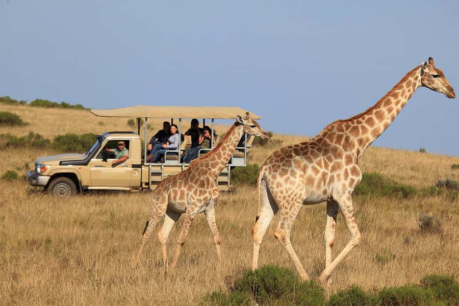 From Cape Town: 3-Day Garden Route Highlights and 4x4 Safari - Why This Garden Route Mix Works: Route 62, Cango Caves, and Safari Time