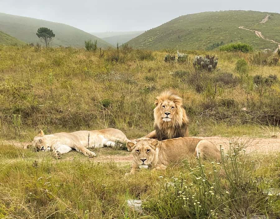 From Cape Town: 3-Day Garden Route Highlights and 4x4 Safari - Price and Logistics: Is $417 Good Value for What You Get?