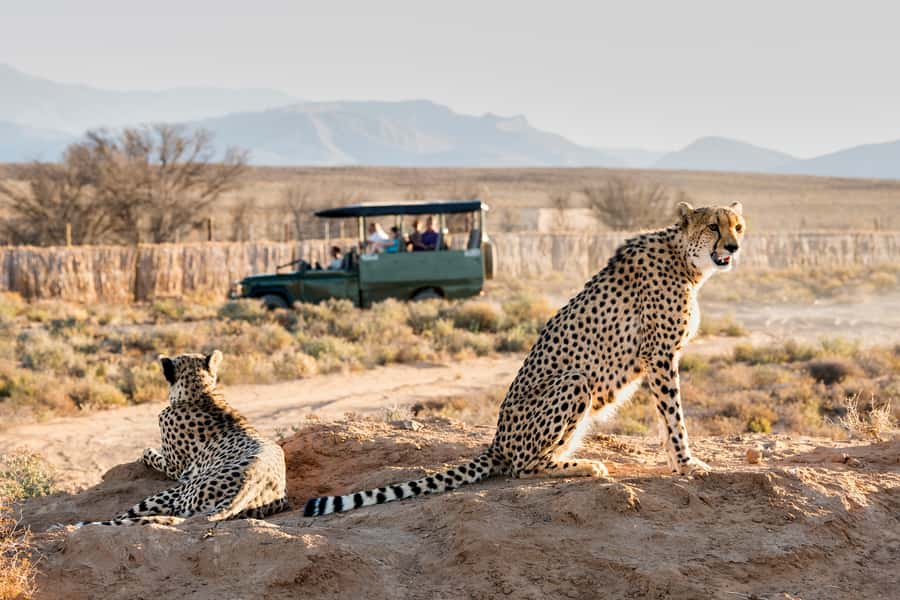 From Cape Town: 3-Day Garden Route Safari and Coastal Tour - Quick takeaways before you go