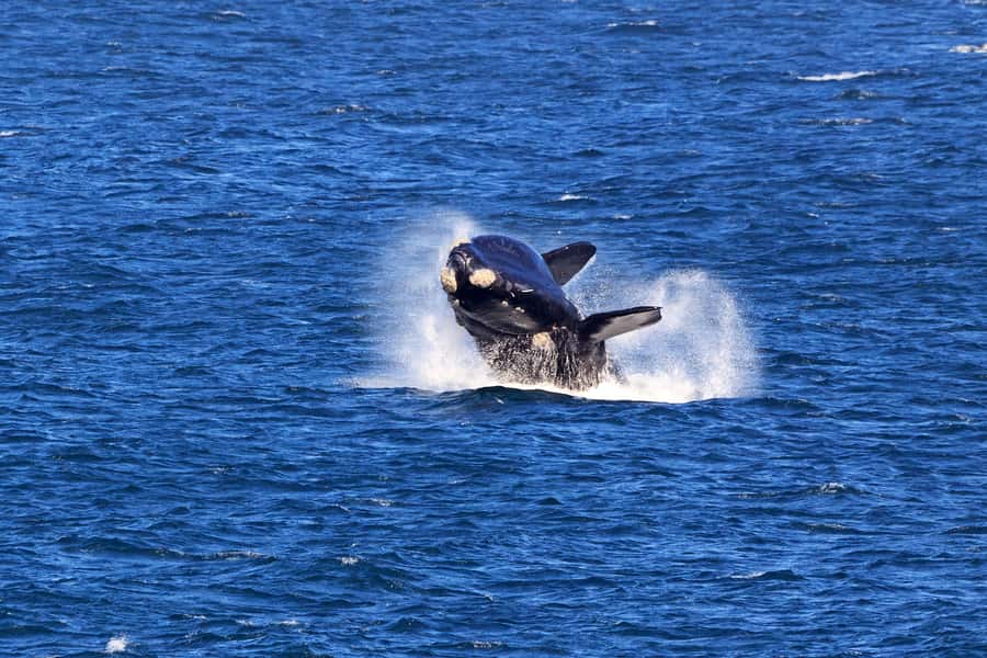From Cape Town: 3-Day Garden Route Safari and Coastal Tour - Price and what you actually get for the $720