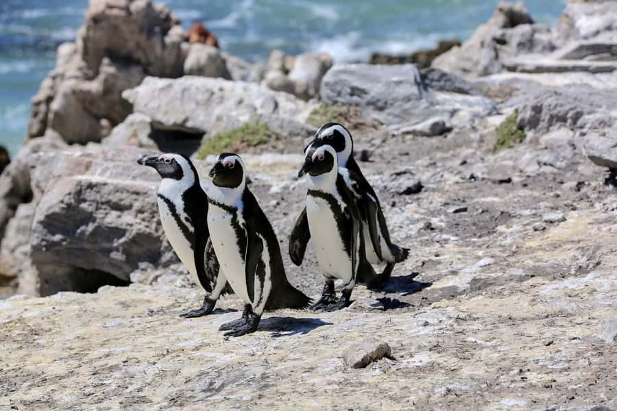 From Cape Town: 3-Day Garden Route Safari and Coastal Tour - Cape Agulhas, Betty’s Bay penguins, Hermanus whales, in one tight coastal loop