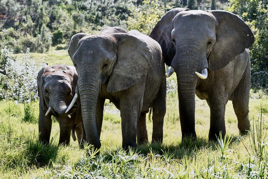 From Cape Town: 3-Day Garden Route Safari and Coastal Tour - Hermanus: whale watching from land, no long boat day required