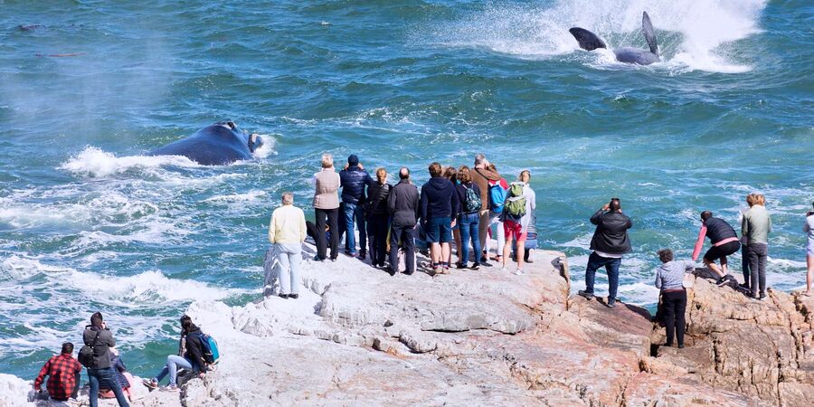 From Cape Town: 3-Day Garden Route Safari and Coastal Tour - Your open-air safari: what the game drives are really for