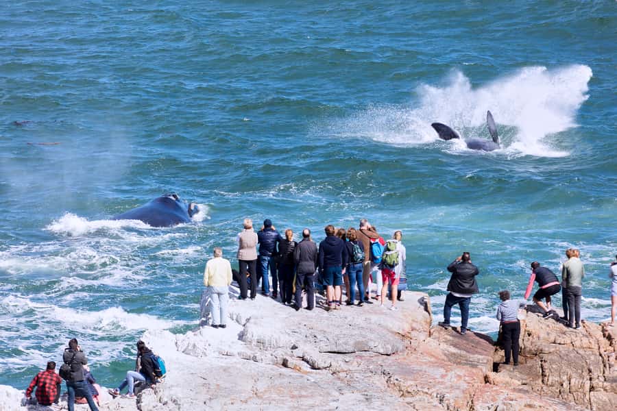 From Cape Town: 3-Day Garden Route Safari and Coastal Tour - Route 62 return plus wine tasting: turning the ride into a highlight
