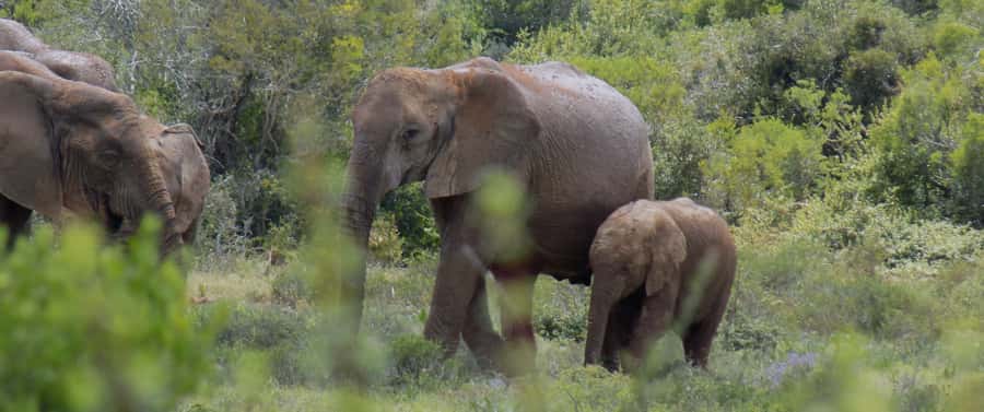 From Cape Town: 5-Day Best of Garden Route and Addo Safari - Day 3: Addo elephants in the morning, then Jeffreys Bay beach time