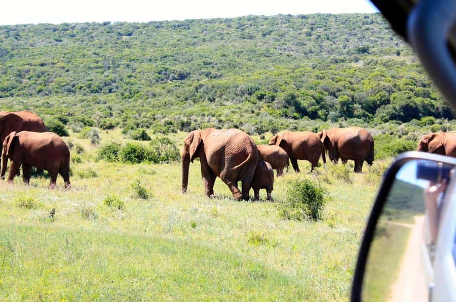 From Cape Town: 5-Day Best of Garden Route and Addo Safari - Your small-group ride: pickup times, vehicle comfort, and the guide effect