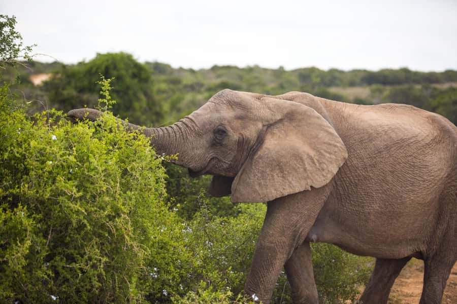 From Cape Town: 7-Day Garden Route, Addo and Winelands Combo - Key Takeaways Before You Go