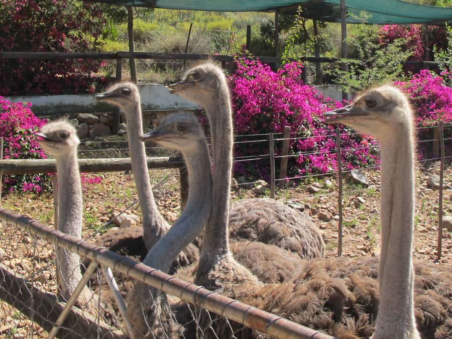 From Cape Town: 7-Day Garden Route, Addo and Winelands Combo - What to Pack, and Who Should Skip This Trip