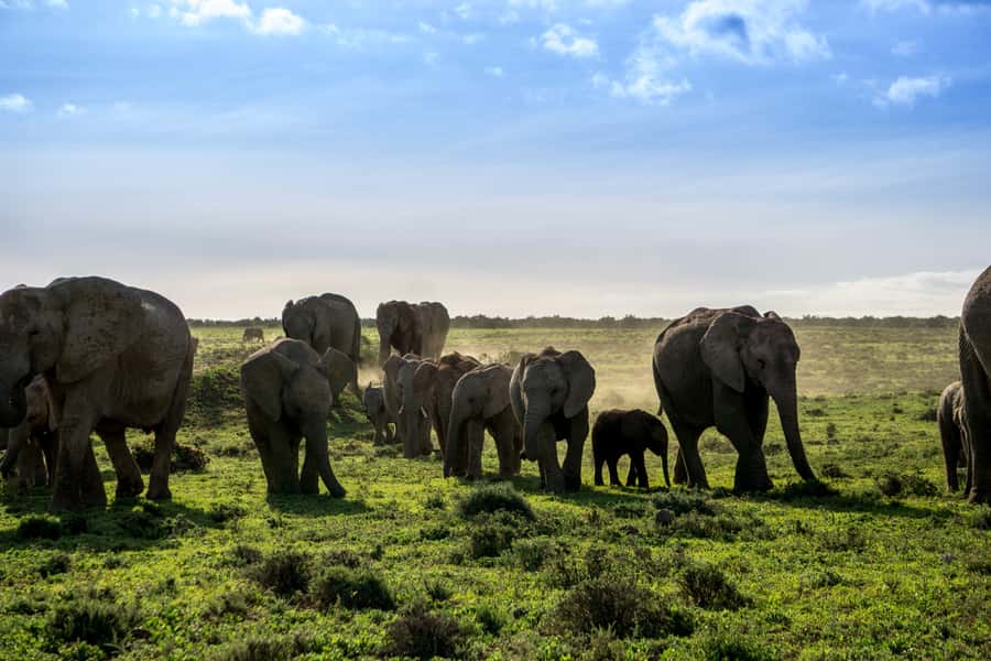 From Cape Town: 7-Day Garden Route, Addo and Winelands Combo - The Coastal Drive Back to Cape Town, With Botlierskop as an Optional Finale