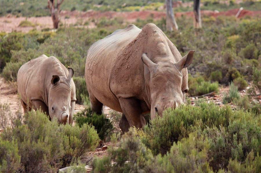 From Cape Town: Aquila Game Reserve Safari Tour with Lunch - Key things to know before you go to Aquila from Cape Town