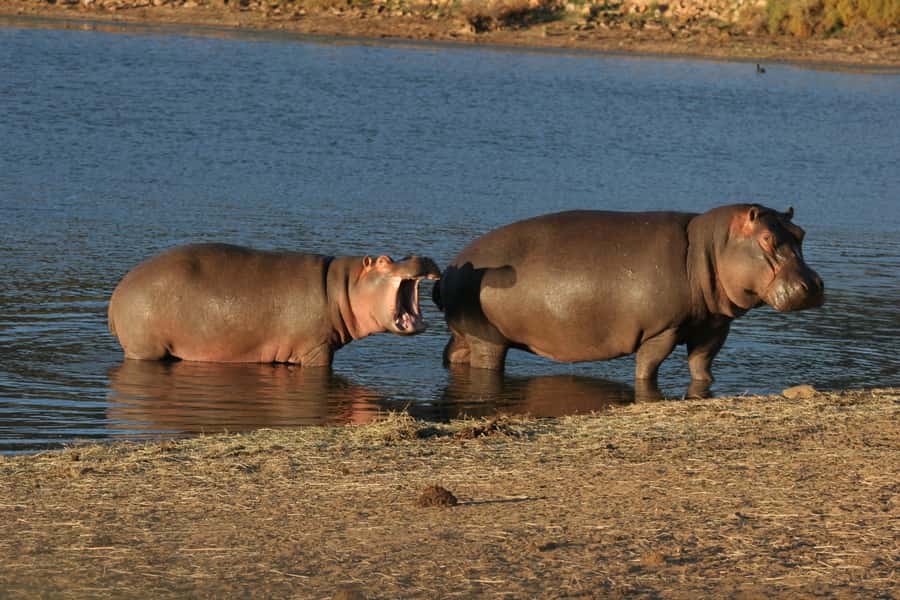 From Cape Town: Aquila Game Reserve Safari Tour with Lunch - Should you book Aquila Game Reserve from Cape Town?