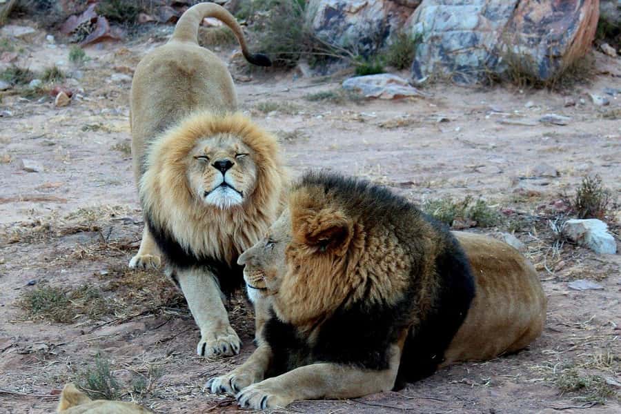 From Cape Town: Aquila Game Reserve Safari Tour with Lunch - A day-trip safari that fits Cape Town timing