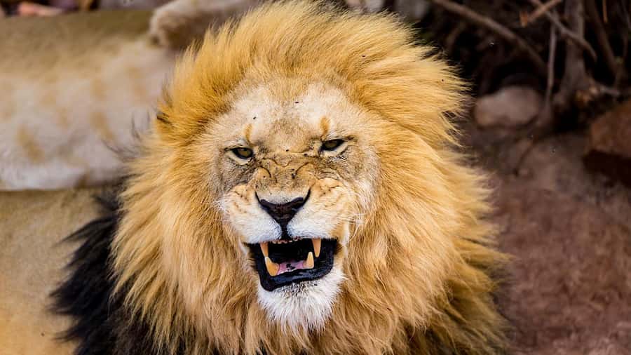 From Cape Town: Aquila Game Reserve Safari Tour with Lunch - Aquila arrival: welcome drink, lunch, then you roll out on the hunt