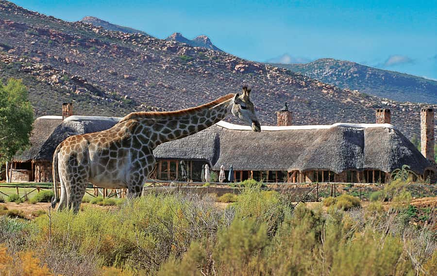 From Cape Town: Aquila Game Reserve Safari Tour with Lunch - The open-vehicle game drive: how to maximize your 3 hours