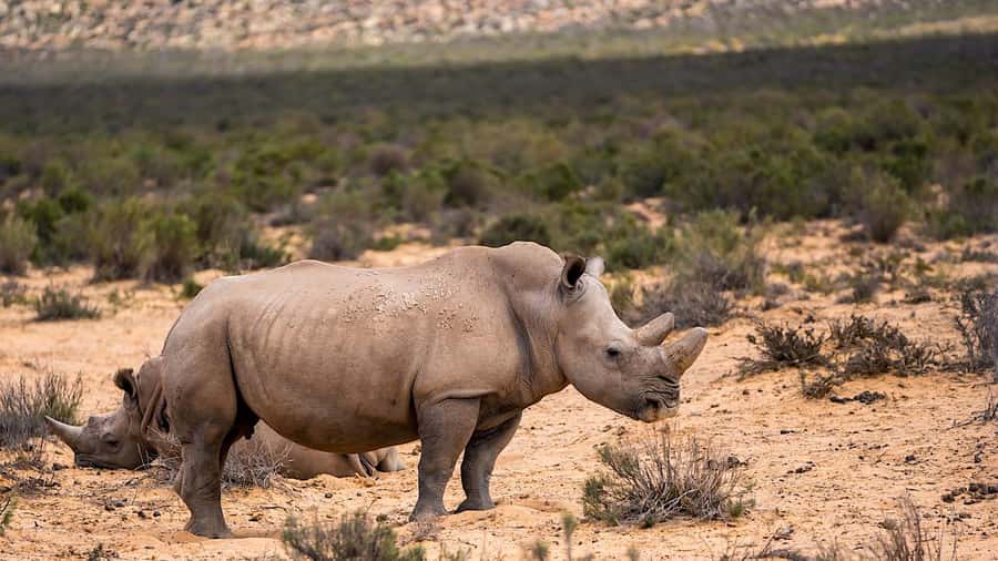 From Cape Town: Aquila Game Reserve Safari Tour with Lunch - Cape Town return, and how to keep the day from dragging