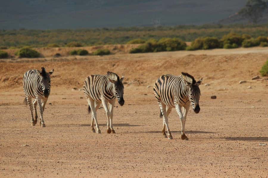 From Cape Town: Aquila Game Reserve Safari Tour with Lunch - Price and value: why this is a “one-day safari” bargain