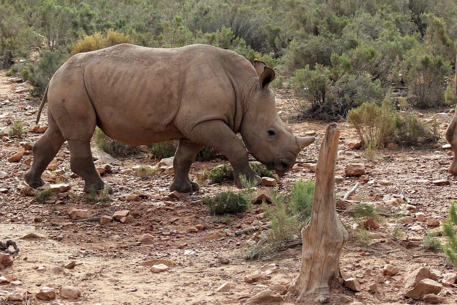 From Cape Town: Aquila Game Reserve Safari Tour with Lunch - Who should book this Aquila safari day trip