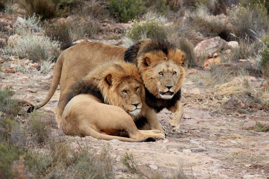 From Cape Town: Aquila Game Reserve Safari Tour with Lunch - Pickup and drop-off: make this part painless