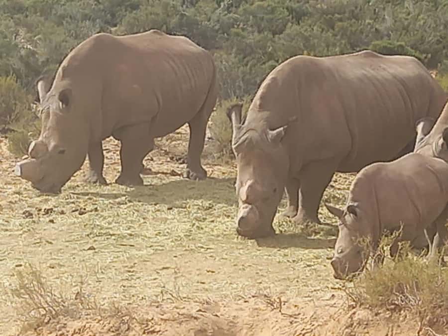 From Cape Town: Aquila Game Reserve Sunset Game Drive - Cape Town break and wine tasting: why it is more than a quick stop
