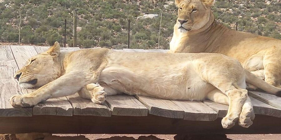 From Cape Town: Aquila Game Reserve Sunset Game Drive - Welcome at Aquila: snacks, pool time, and getting ready for the safari