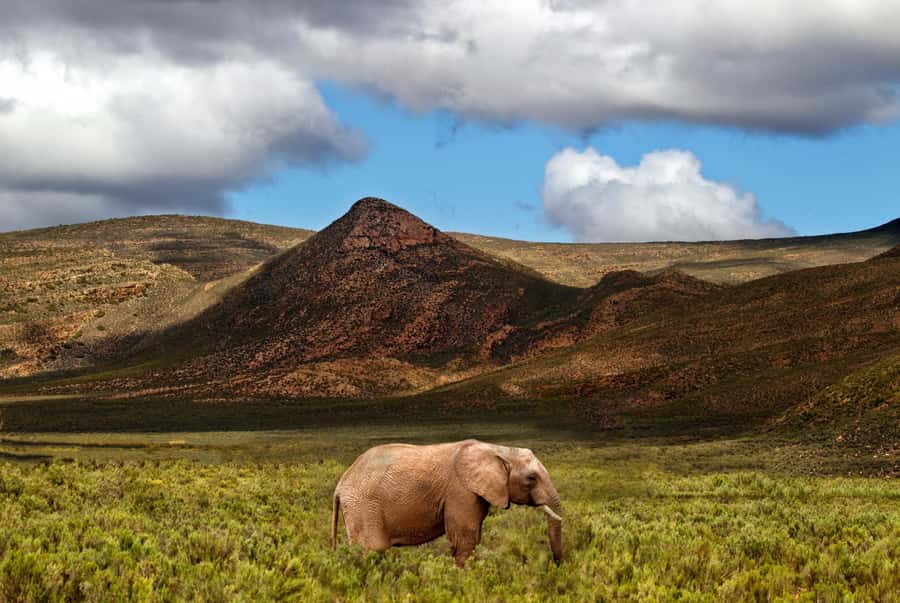 From Cape Town: Big Five Game Reserve with Lunch - Big Five from Cape Town, without the overnight math