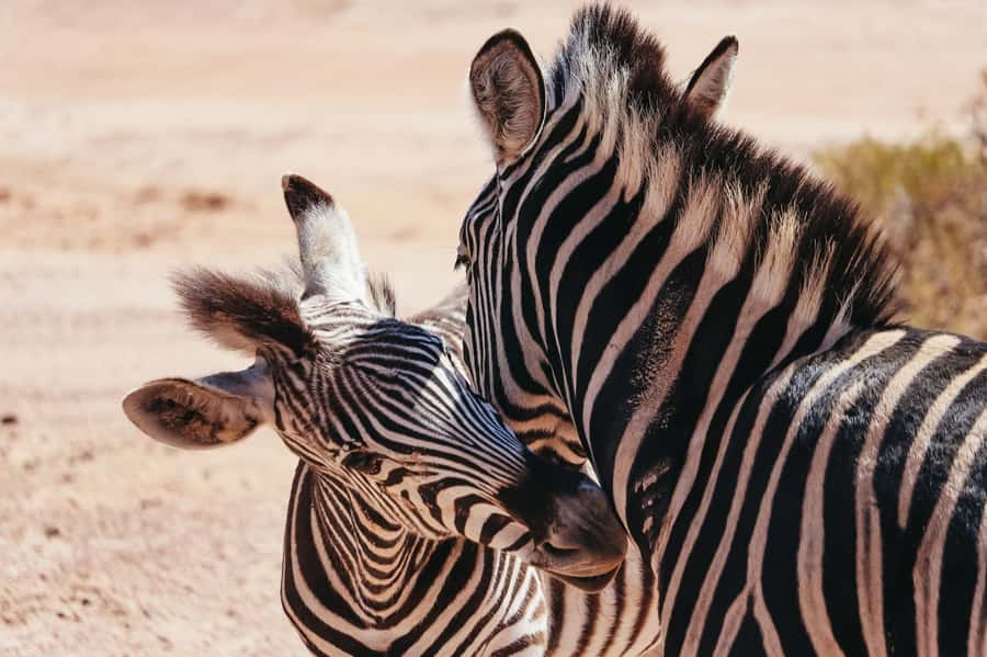 From Cape Town: Big Five Game Reserve with Lunch - Aquila Private Nature Reserve: where the lodge lunch resets the day