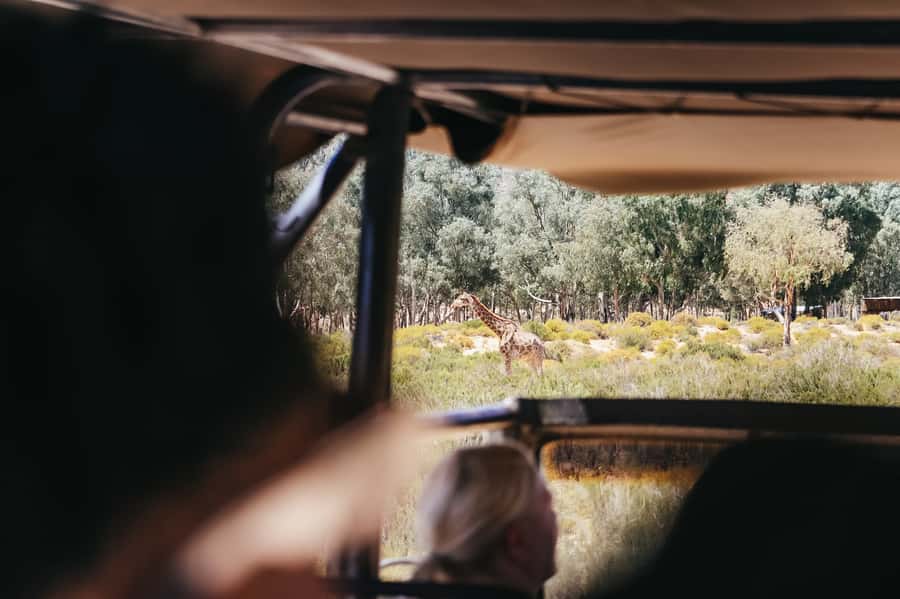 From Cape Town: Big Five Game Reserve with Lunch - Open-vehicle safari: how to watch for lions, rhinos, and the Big Five odds