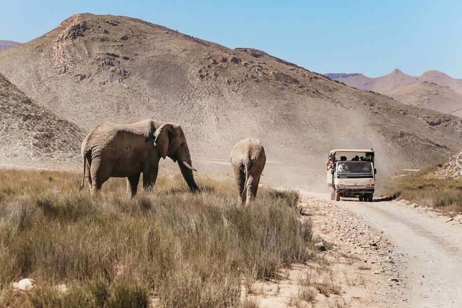 From Cape Town: Big Five Game Reserve with Lunch - Birds up to 172 species, including black eagle spotting