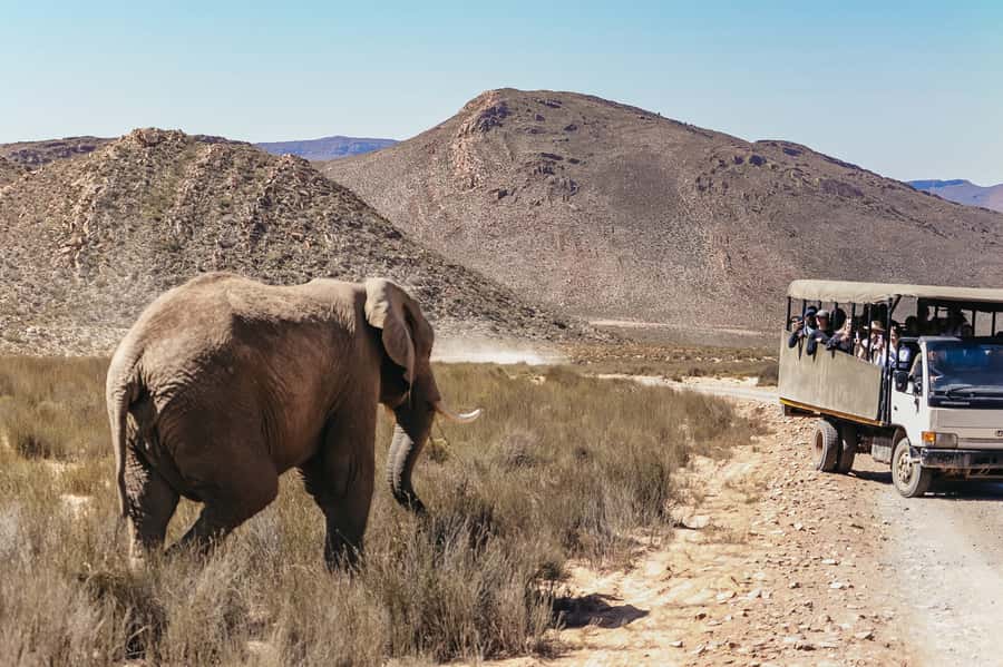 From Cape Town: Big Five Game Reserve with Lunch - Wildlife viewing reality check: leopard is the wildcard, not the promise