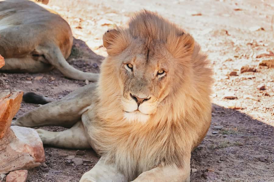 From Cape Town: Big Five Game Reserve with Lunch - What to pack for a Cape Town to safari day trip (and what to skip)