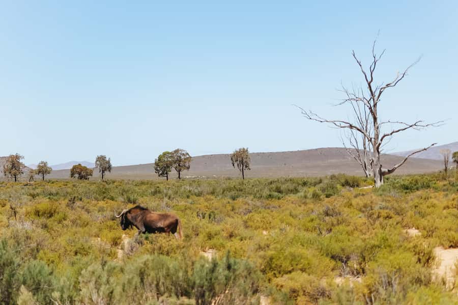 From Cape Town: Big Five Game Reserve with Lunch - Price and value for $236 with lunch and real safari time