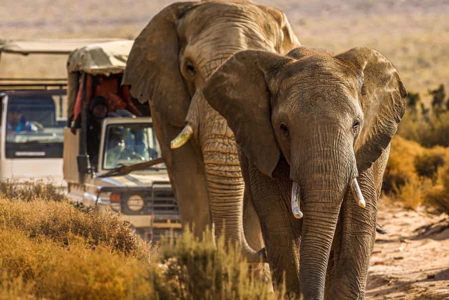 From Cape Town: Big Five Safari Experience with Lunch - Key things to know before you go