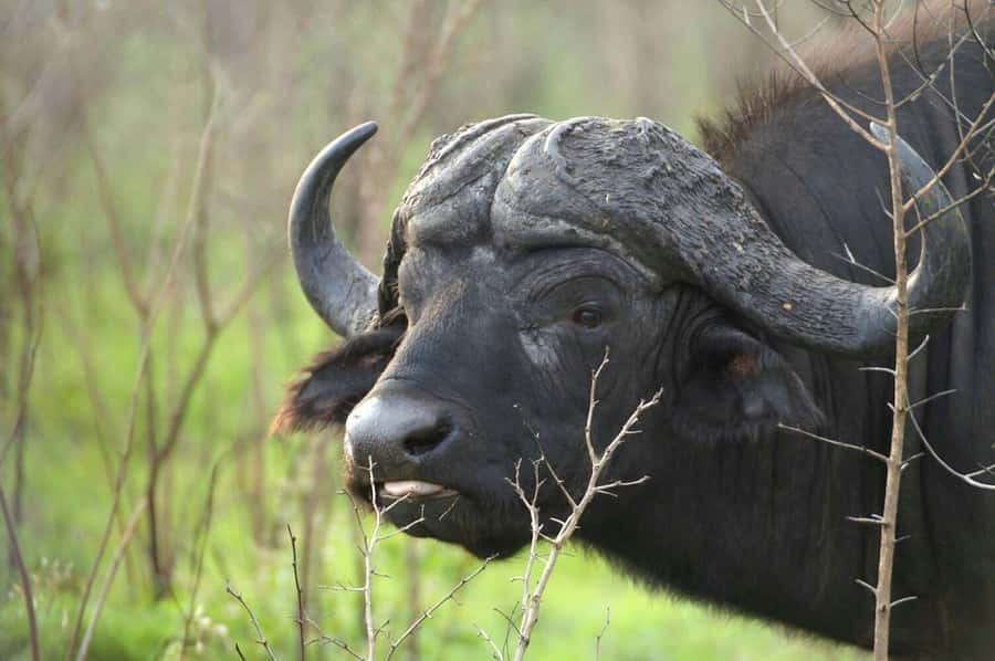 From Cape Town: Big Five Safari Experience with Lunch - A Cape Town Big Five day trip that fits real schedules