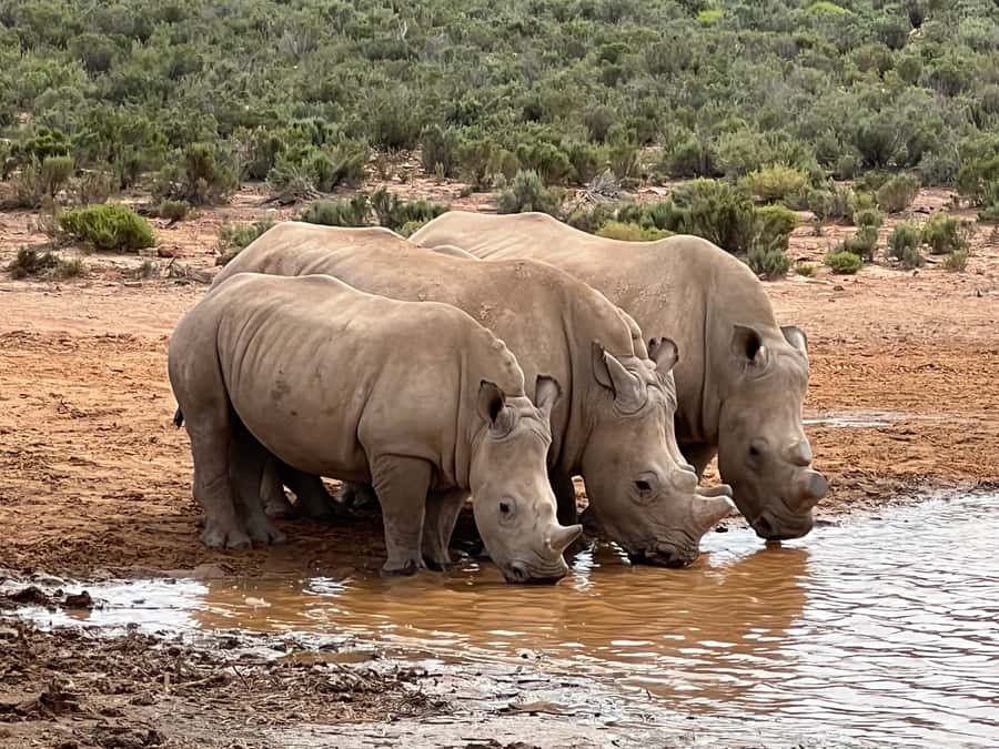 From Cape Town: Big Five Safari Experience with Lunch - The reserve welcome and halal buffet lunch
