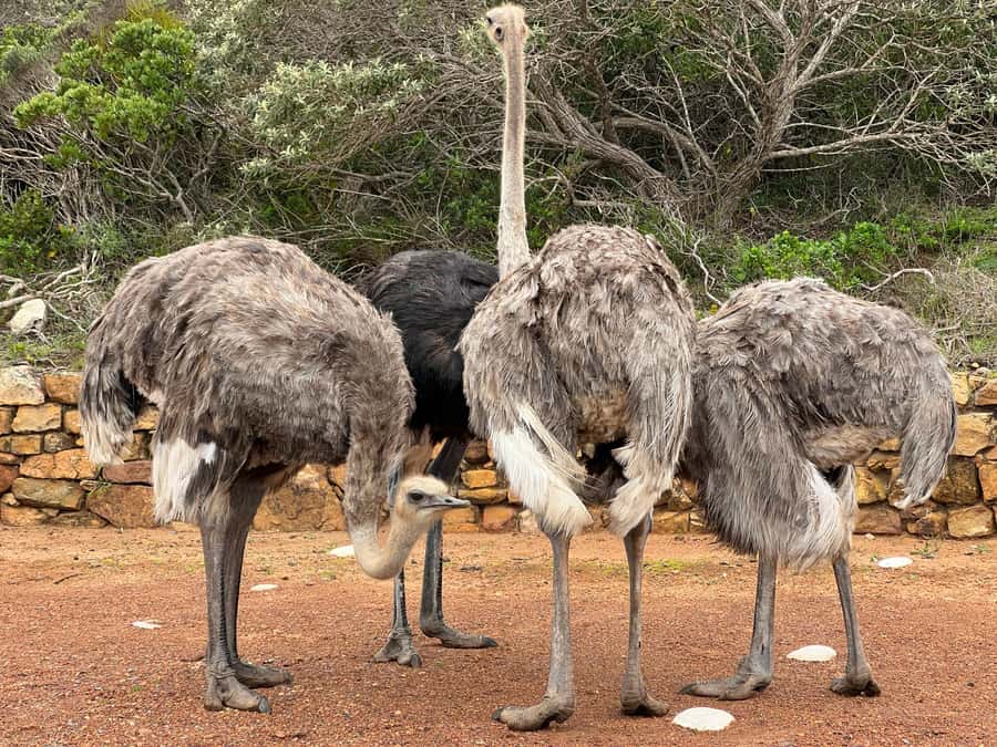From Cape Town: Big Five Safari Experience with Lunch - The game drive with rangers: how to make the most of 2.5 to 3 hours