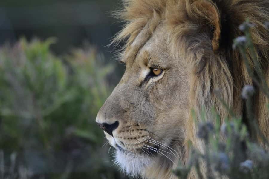 From Cape Town: Big Five Safari Experience with Lunch - Transportation and guide service: English on the road, learning in the field