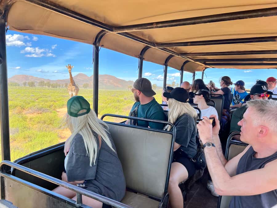 From Cape Town: Big Five Safari Experience with Lunch - Value for $137: what you are paying for, and what to double-check